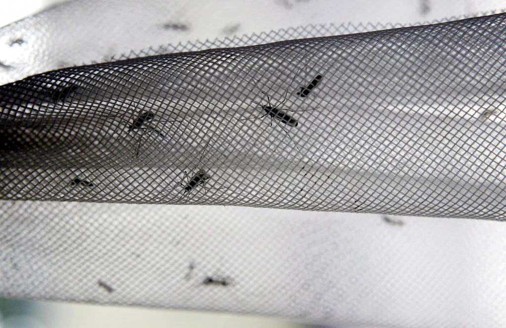 West Nile Virus Gains Foothold in Southern California