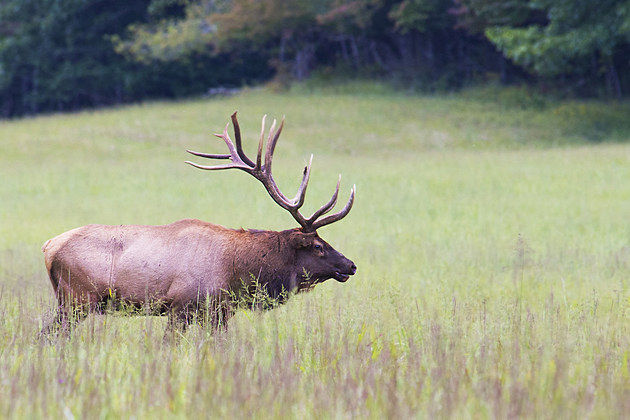 Single Bull Elk with antlers in green grass.