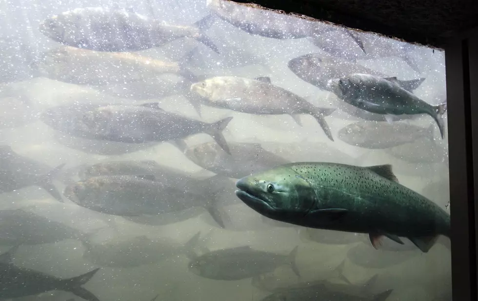 Now Is a Good Time to See Fish at McNary Dam Near Umatilla!