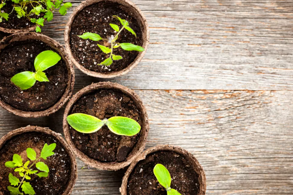 Seed Starting Class in Richland