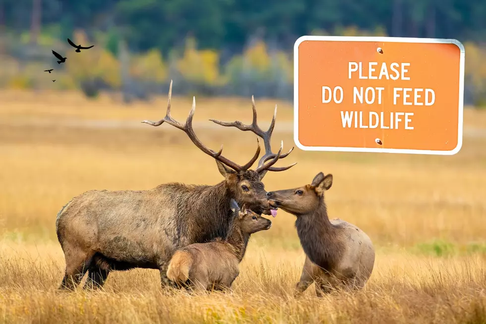 Don’t Feed the Wildlife: New WA Rules You Need to Know