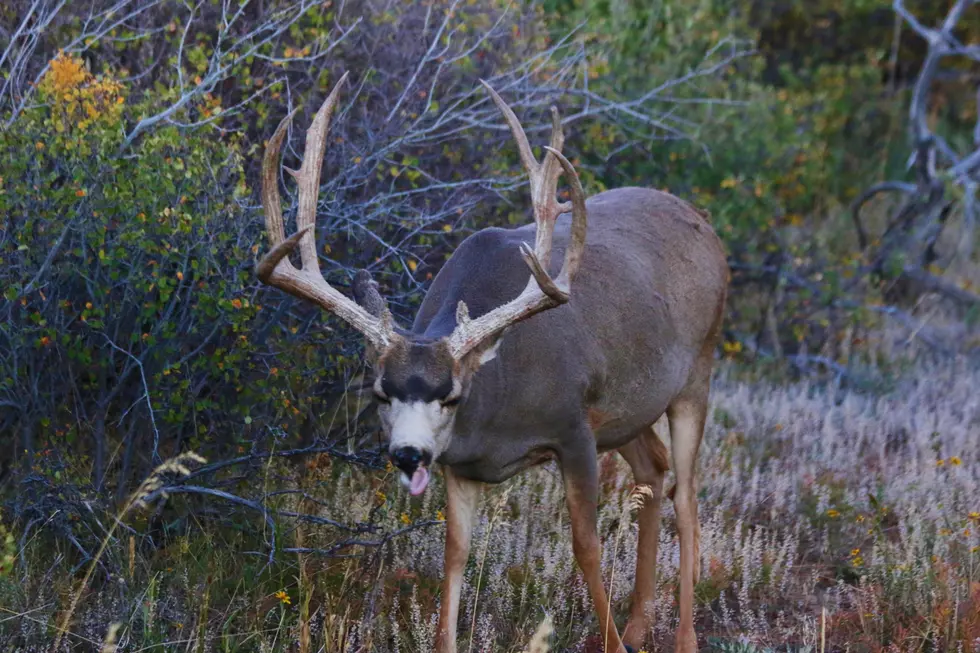 WA Deer Hunters: EHD Confirmed – What You Need to Know