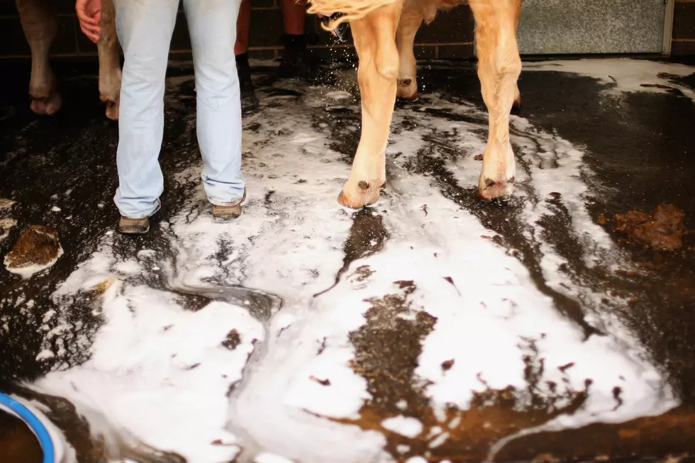 Dairy Gets Reduced Fine for Employee Who Drowned in Sewage